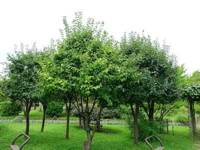 cognassier-de-chine-1