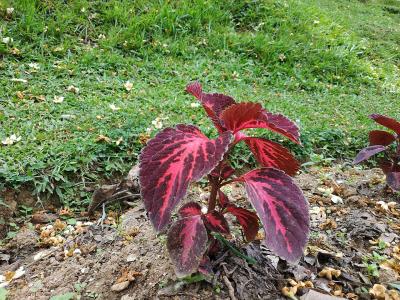 coleus-blumei-1