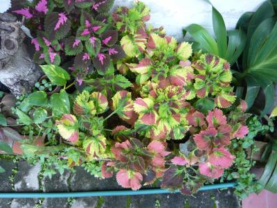 coleus-blumei-2