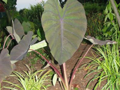 colocasia-madeira-1