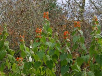 colquhounia-a-fleurs-ecarlates-1