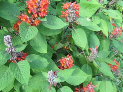 colquhounia-a-fleurs-ecarlates-2