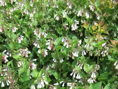 consoude-a-grandes-fleurs-1