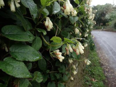 consoude-a-grandes-fleurs-2