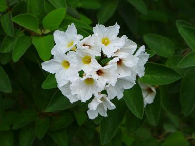 cordia-blanche-2