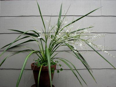 cordyline-banksii-2