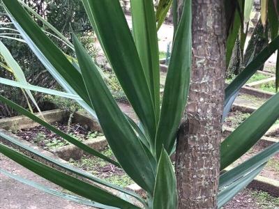 cordyline-indivisa-2