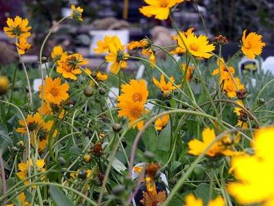 coreopsis-auricule-1