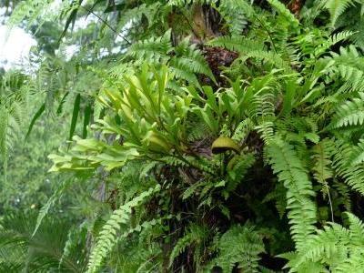 corne-d-elan-de-ridley-1