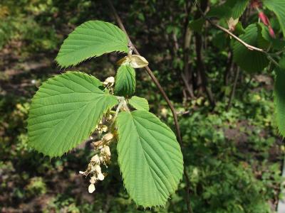 corylopsis-de-chine-1