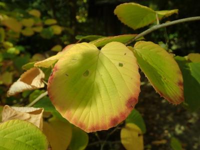 corylopsis-de-chine-2