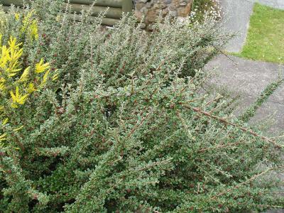 cotoneaster-a-petites-feuilles-1