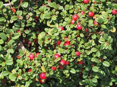 cotoneaster-a-petites-feuilles-2