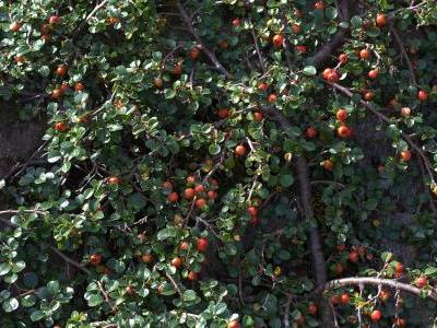 cotoneaster-adpressus-1