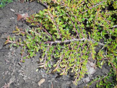 cotoneaster-adpressus-2
