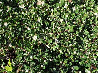cotoneaster-congestus-1