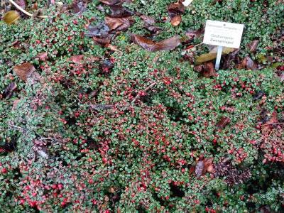 cotoneaster-congestus-2