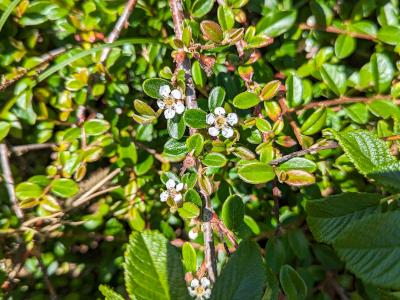 cotoneaster-suecicus-1