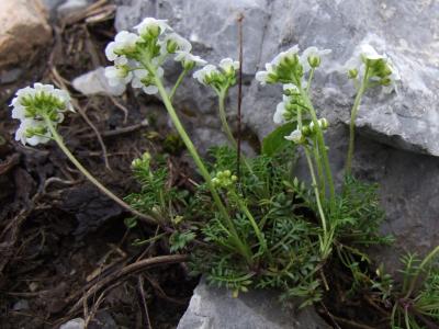 cresson-de-chamois-1