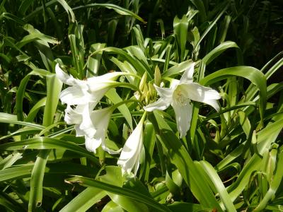 crinole-de-powell-blanche-1