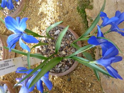 crocus-bleu-du-chili-1