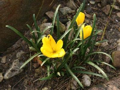 crocus-jaune-d-automne-1