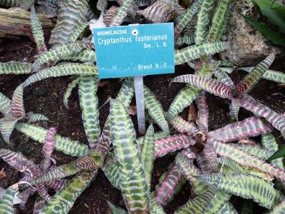cryptanthe-de-foster-1