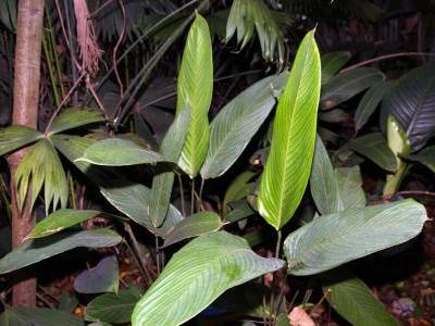 ctenanthe-dasycarpa-1