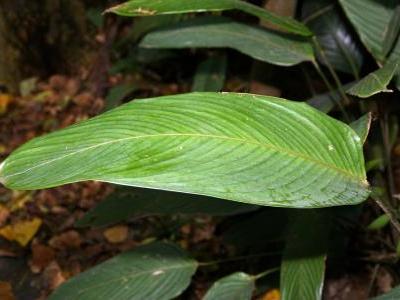 ctenanthe-dasycarpa-2