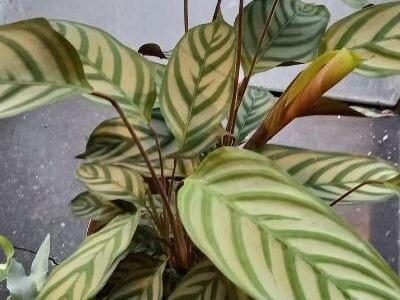 ctenanthe-setosa-1