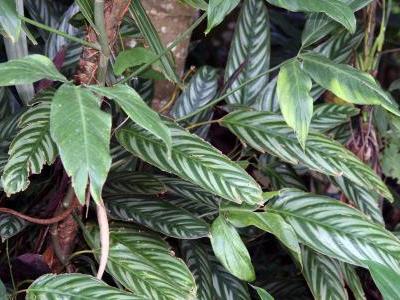 ctenanthe-setosa-2