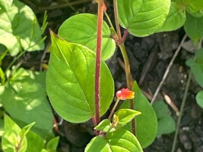 cuphea-cyanea-2