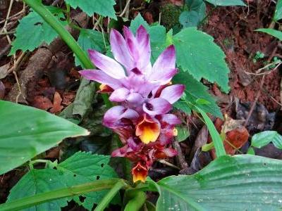 curcuma-aromatica-1