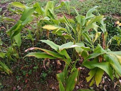 curcuma-longa-1