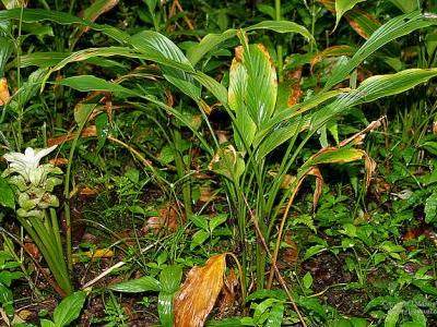 curcuma-longa-2