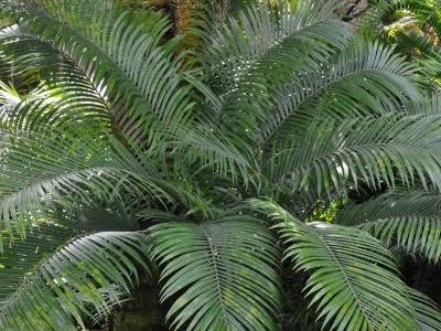 cycas-enroule-1