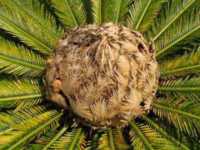 cycas-enroule-2