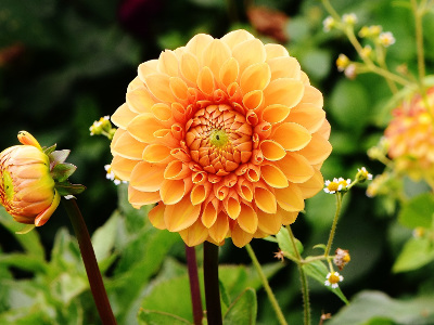 dahlia