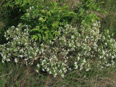 daphne-des-alpes-1