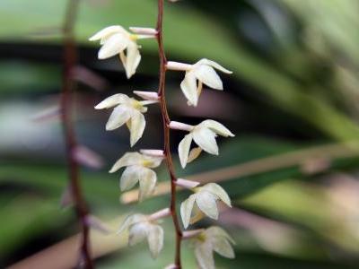 dendrochilum-cobbianum-2