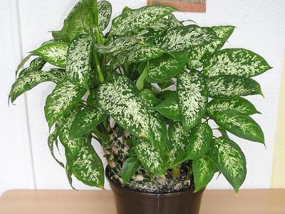 dieffenbachia-compacta-1