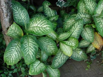 dieffenbachia-seguine-1