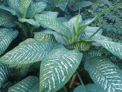 dieffenbachia-seguine-2