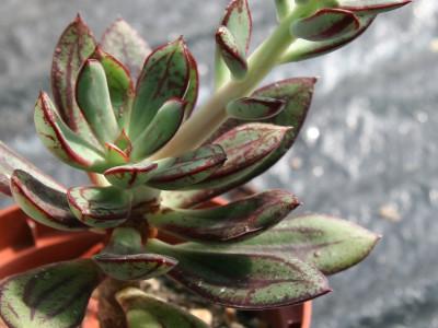 echeveria-nodulosa-1