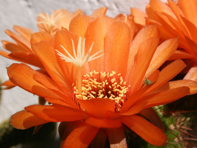 echinopsis-huascha-2