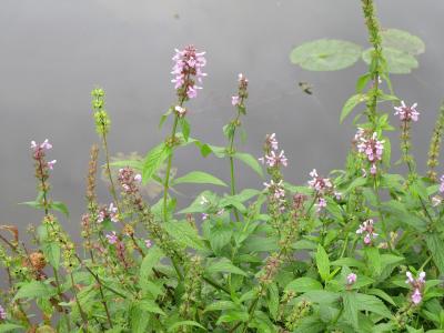 epiaire-des-marais-1