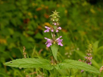 epiaire-des-marais-2