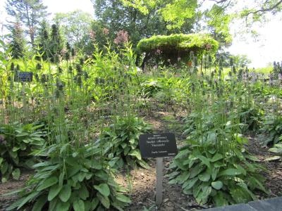 epiaire-officinale-1