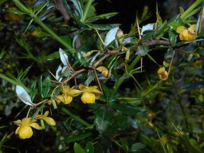 epine-vinette-a-feuilles-pales-2