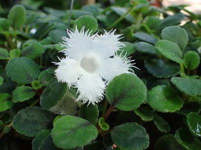 Épiscie dianthiflora (Episcia dianthiflora) : entretien, arrosage ...